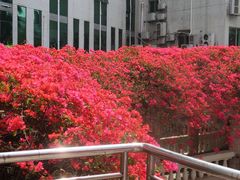 -南方医科大学南方医院(院本部)