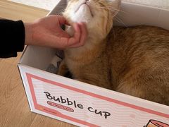 -猫腻·猫咖·撸猫馆(星光大道店)
