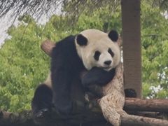 -武汉动物园