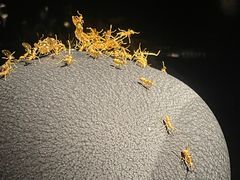 -深圳珠宝博物馆