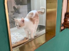 -飞行喵MR PILOT|猫舍·猫咖(静安大融城店)