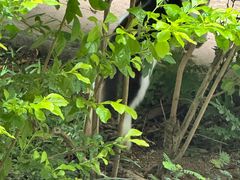-九龙公园