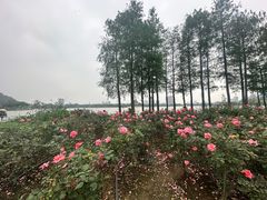 -顺峰山公园