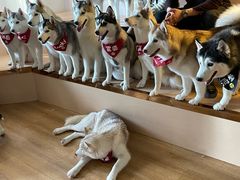 -Husky Go! 哈士奇体验馆·宠物咖啡厅狗咖