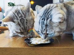 -平行世界·猫咖(首经贸店)