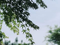 -桃花岛景观公园
