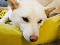 -柴迷FANS CLUB·柴犬狗咖·猫咖