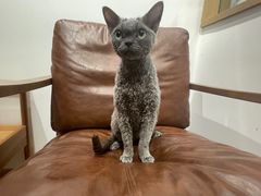 -佐罗家宠物馆·猫文化馆(紫霞路店)