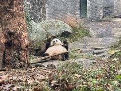 -都江堰中华大熊猫苑