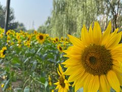 -长白岛森林公园