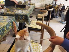 -平行世界·猫咖(首经贸店)