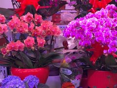 -花鸟鱼虫鲜花绿植市场(玉泉路店)