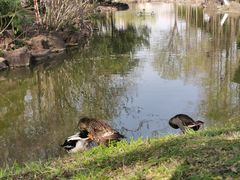 -大宁郁金香公园-停车场