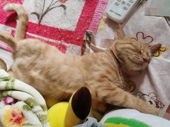 -宠颐生宠物医院·心肾内科·猫专科诊疗中心宠巢店