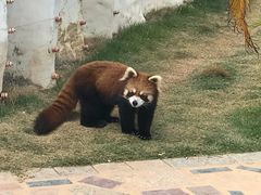 -灵玲国际马戏城