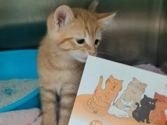 -瑞派康怡24h宠物医院·犬猫医疗中心·微创绝育(瑞景分院)
