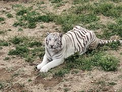 -石家庄市动物园