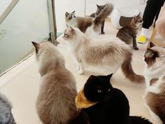 -猫在这儿猫咪咖啡馆·撸猫馆