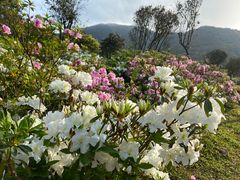 -梧桐山风景名胜区