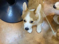 -柯斗斗主题餐厅·狗咖·围炉煮茶·茶饮(国瑞升平里店)