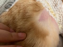 -特一安24小时宠物医院·骨科·中兽医