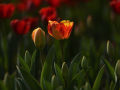 -大宁郁金香公园-停车场