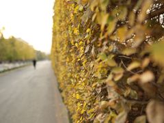 -辽宁中医药大学杏林学院(新校区)