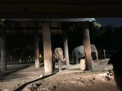 -清迈夜间动物园