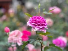 -人民公园(罗湖区)