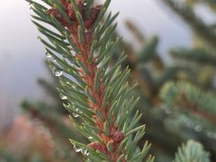 -塞罕坝国家级自然保护区