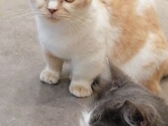 -飞行喵MR PILOT|猫舍·猫咖(静安大融城店)