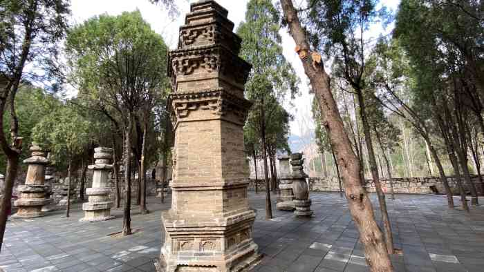 四门塔风景区-"98989898九顶松已有2000年的树.