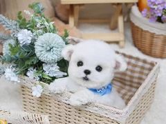 -萌宠之家·腊肠犬·马尔泰·小体犬舍