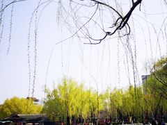 -莲花池公园