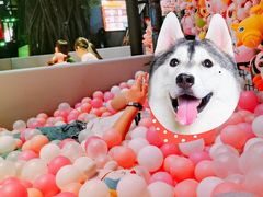 -核客极限挑战