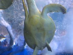 -太平洋海底世界