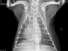 -严国平动物医院(德政总院)