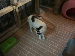 -猫咪博物馆(顶澳仔猫街店)