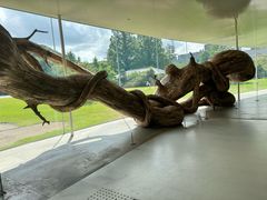 -金泽21世纪美术馆