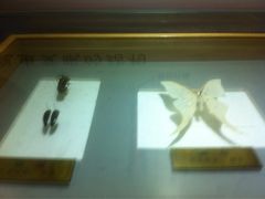 iphone_upload_pic-上海昆虫博物馆