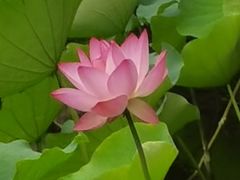 -荔湾湖公园