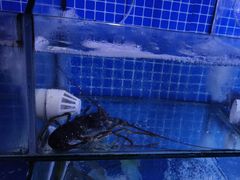 -Sasa的海(蜈支洲岛后海店)