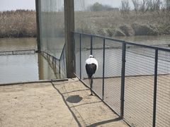 -盐城丹顶鹤湿地生态旅游区