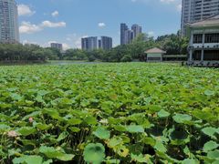 -荔湾湖公园