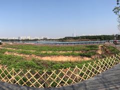 -海珠湖公园