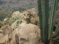 -美国自然历史博物馆