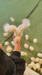 -萌宠亲子动物乐园(槐房万达店)