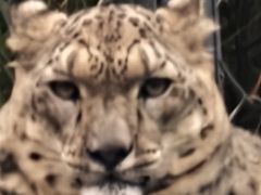 -青藏高原野生动物园
