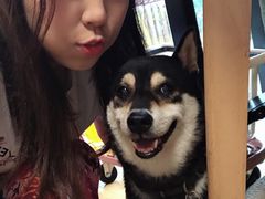 -柴犬高等学院·狗咖·柴犬售卖·宠物训练