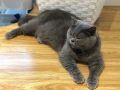 -啵啵喵·猫咖(攀华国际店)